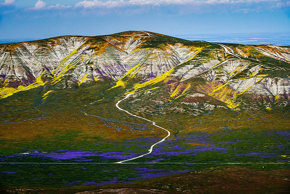 Carrizo Plain Superbloom