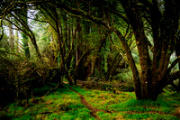 Marin County & Bay, December 2025